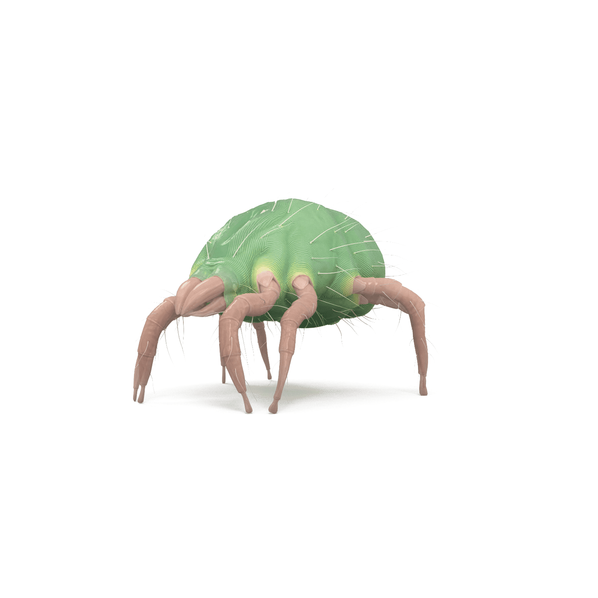 Se débarrasser des acariens