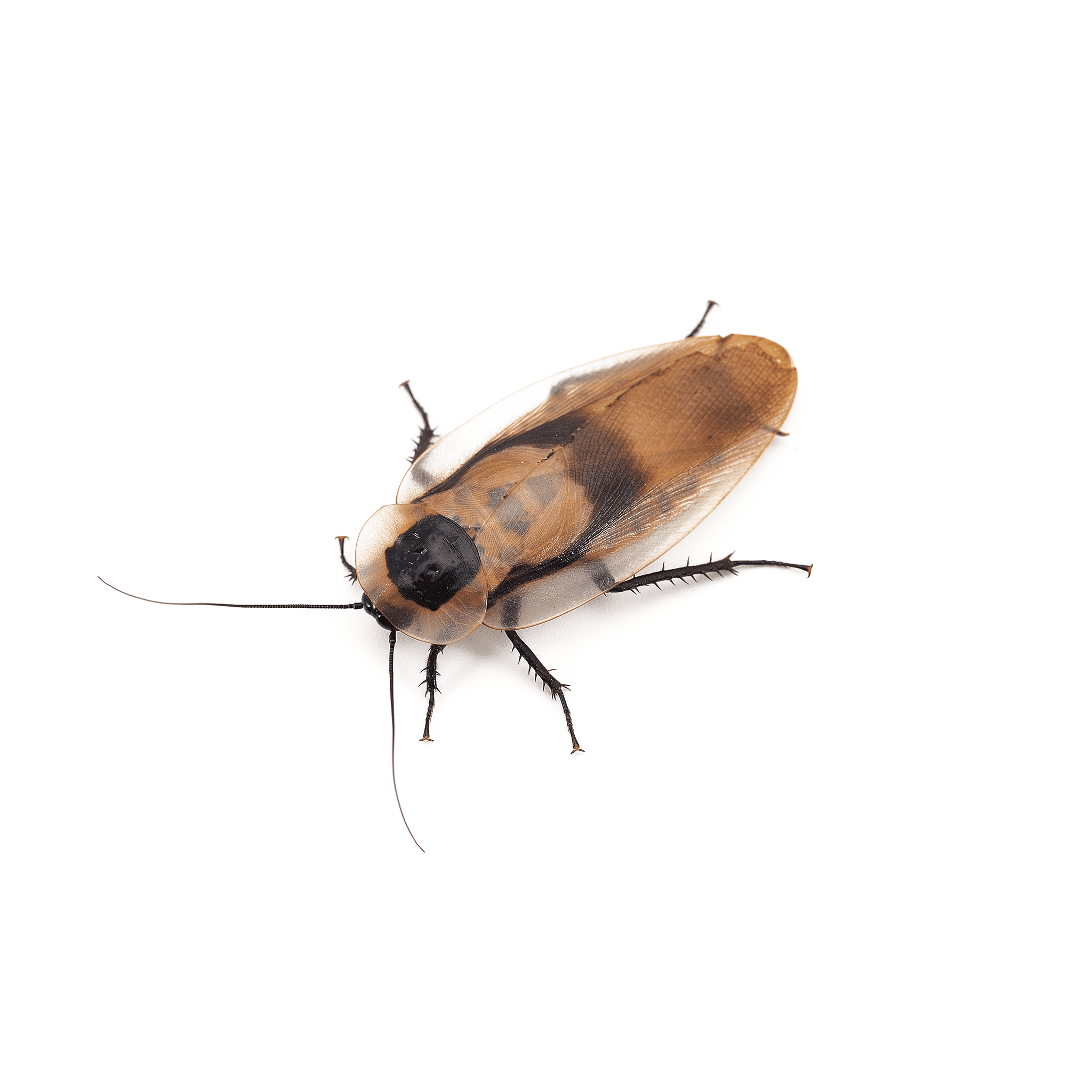 Cafard de jardin comment s&rsquo;en débarrasser