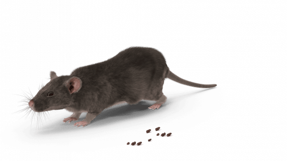 Rat avec crotte de rat