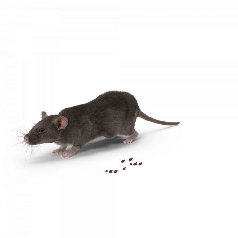 Rat avec crotte de rat