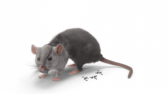 Souris avec crotte de souris