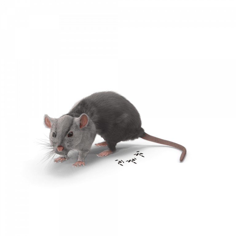 Souris avec crotte de souris