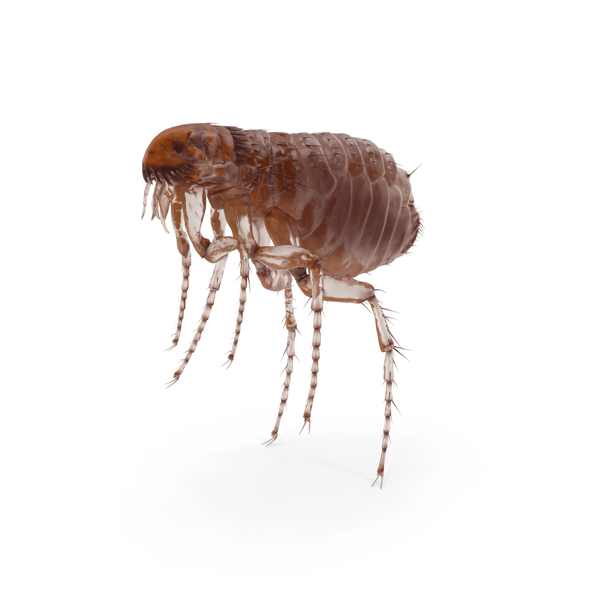 Comment se débarrasser des puces?