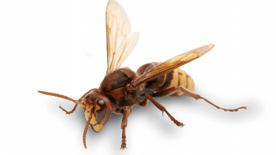 Catégorie frelon européen