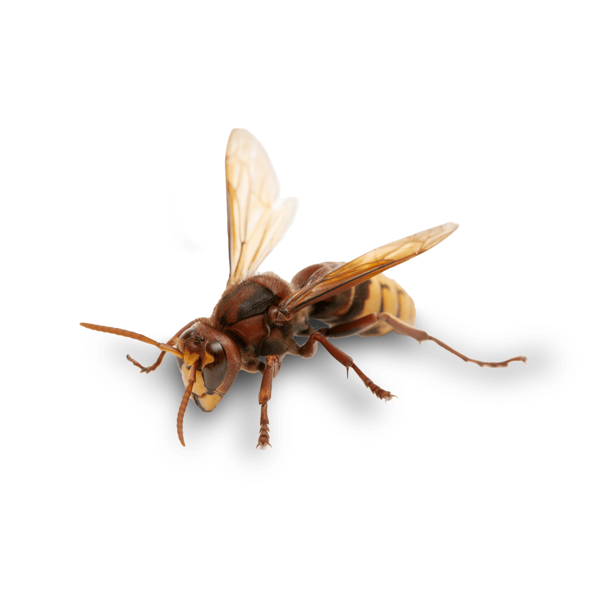 Se débarrasser du frelon européen