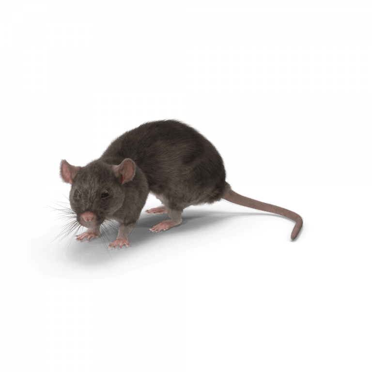 Nuisible rat