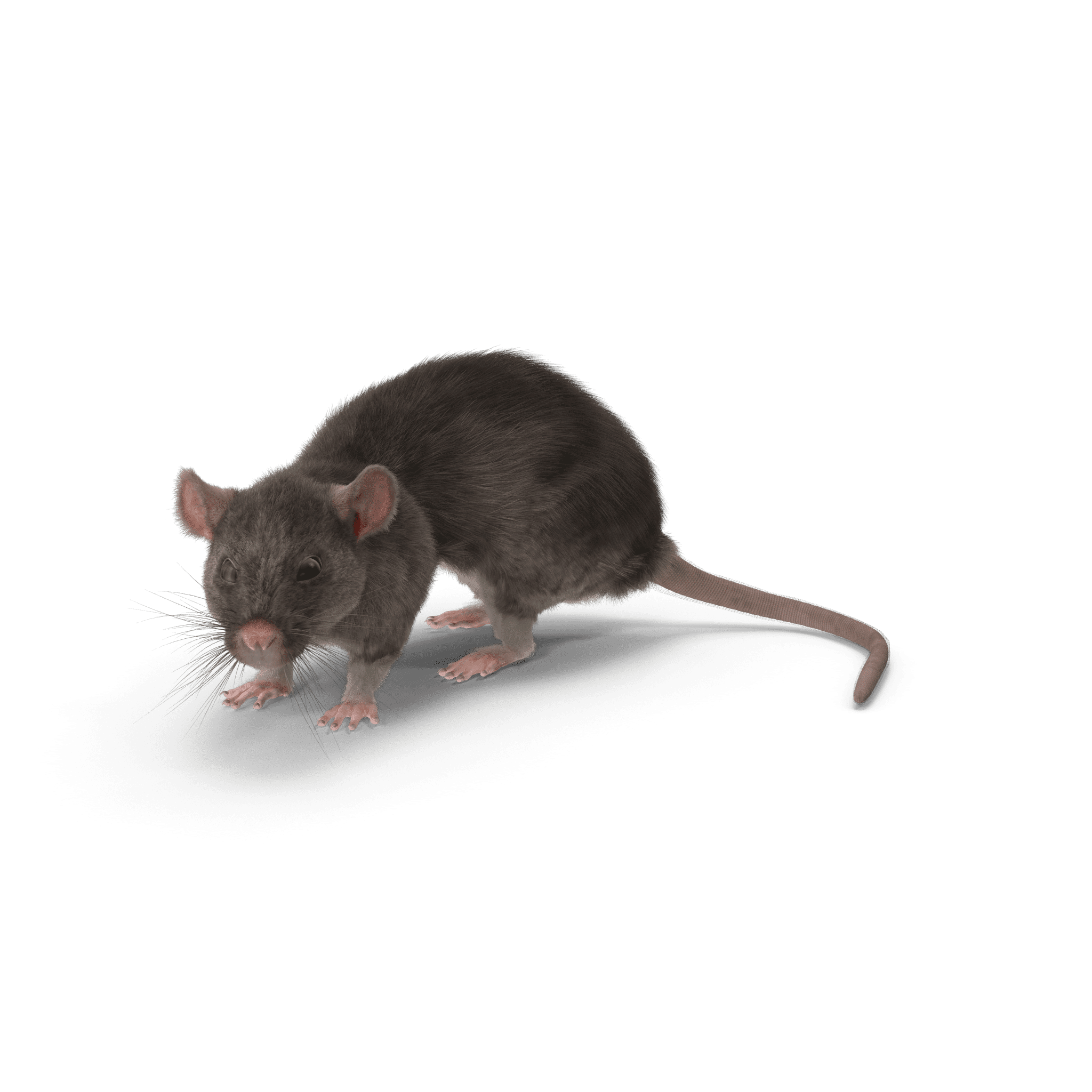 Eliminer les souris dans le plafond