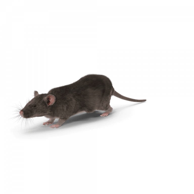 Nuisible rat