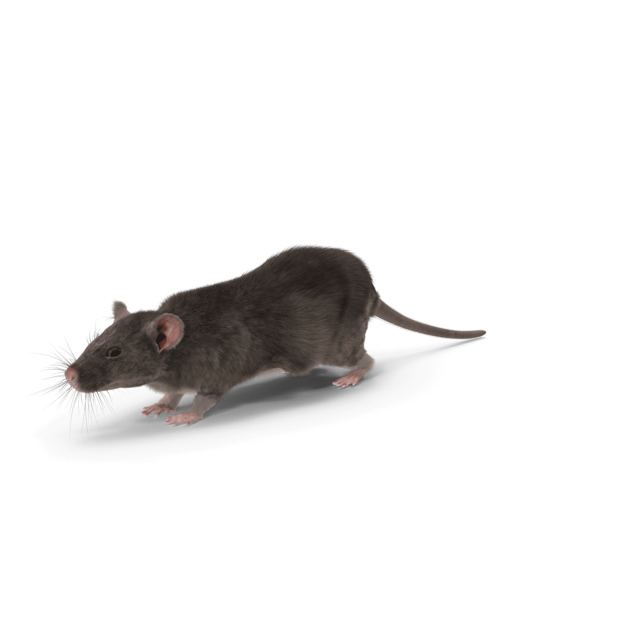 Se débarrasser des rats