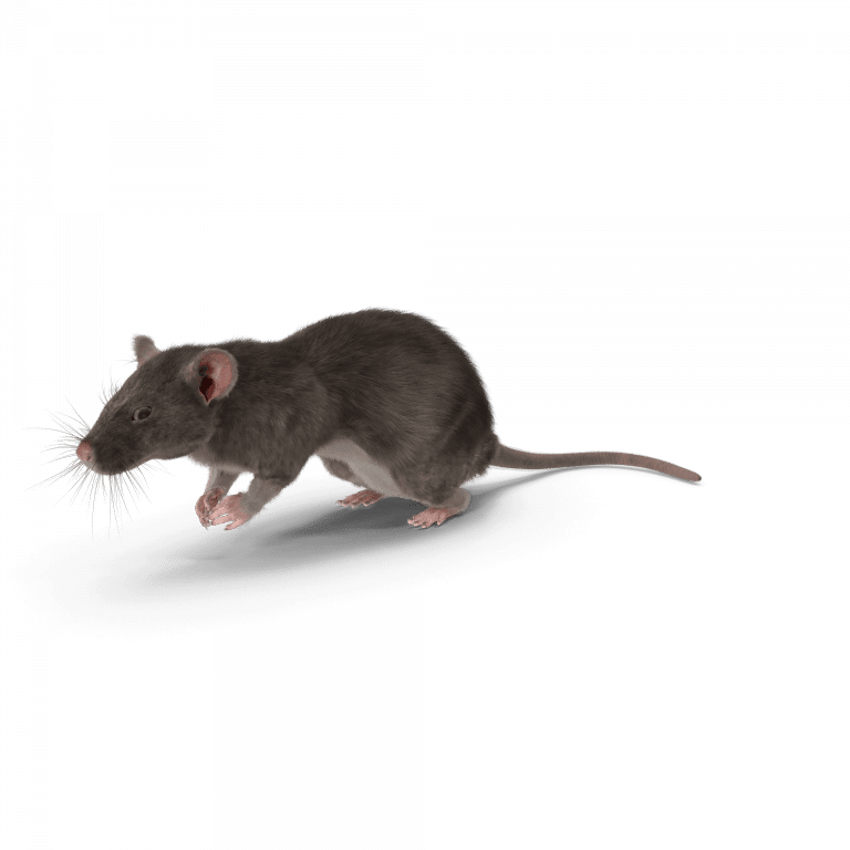 Nuisible rat