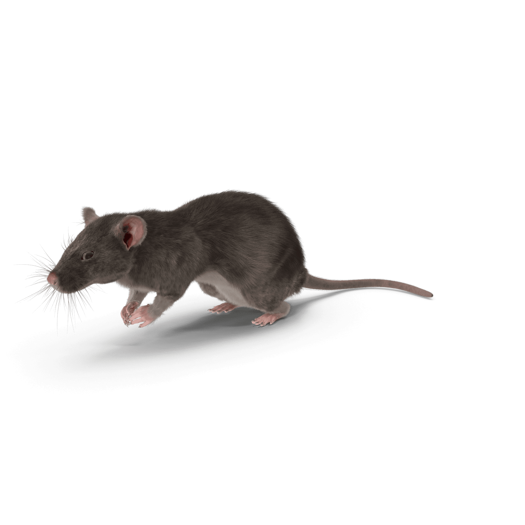 Se débarrasser des rats d&rsquo;égouts