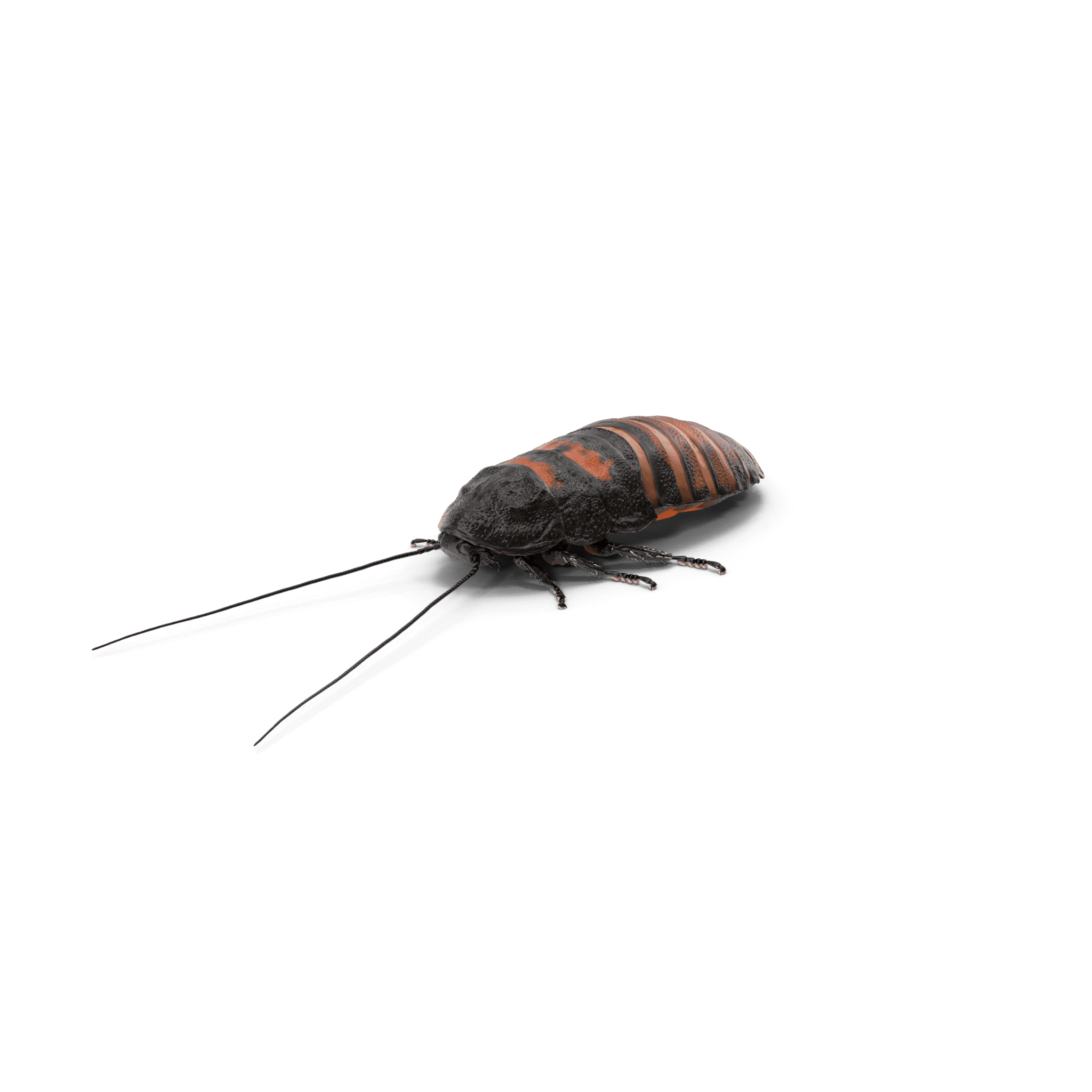 Se débarrasser du cancrelat