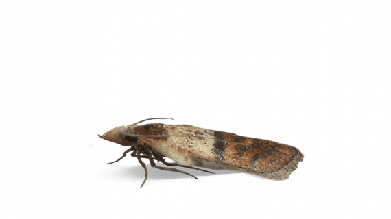 Catégorie mites alimentaires