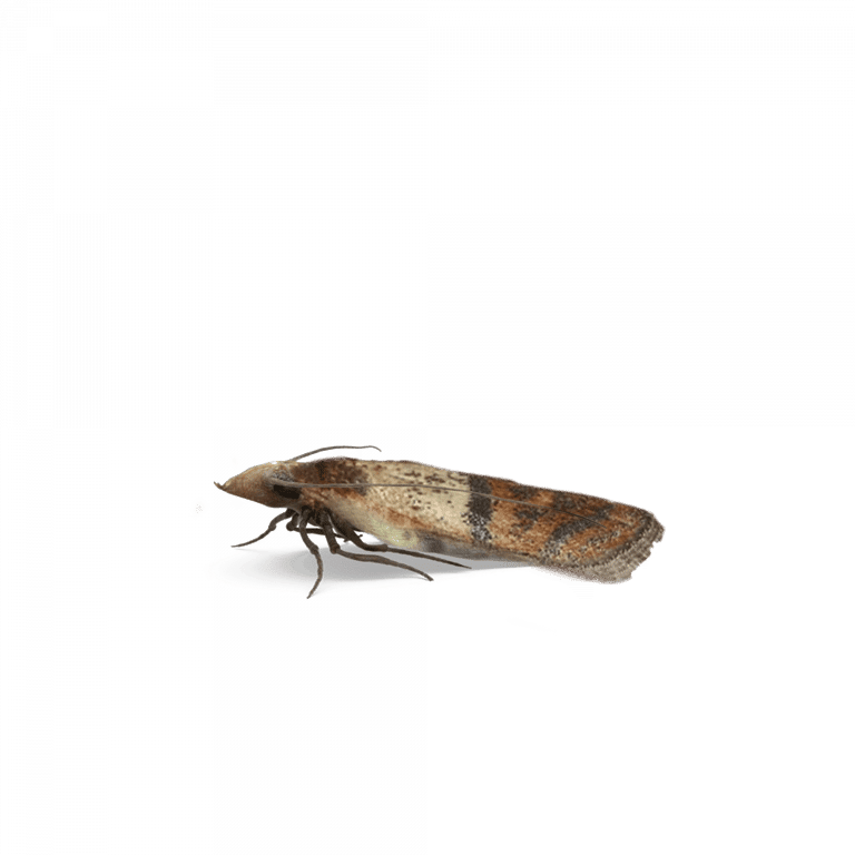 Catégorie mites alimentaires