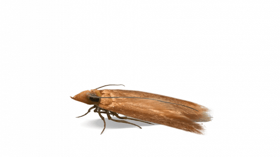 Catégorie mites de vêtement