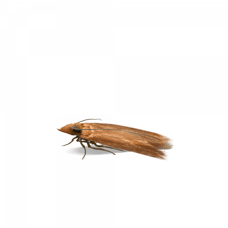 Catégorie mites de vêtement