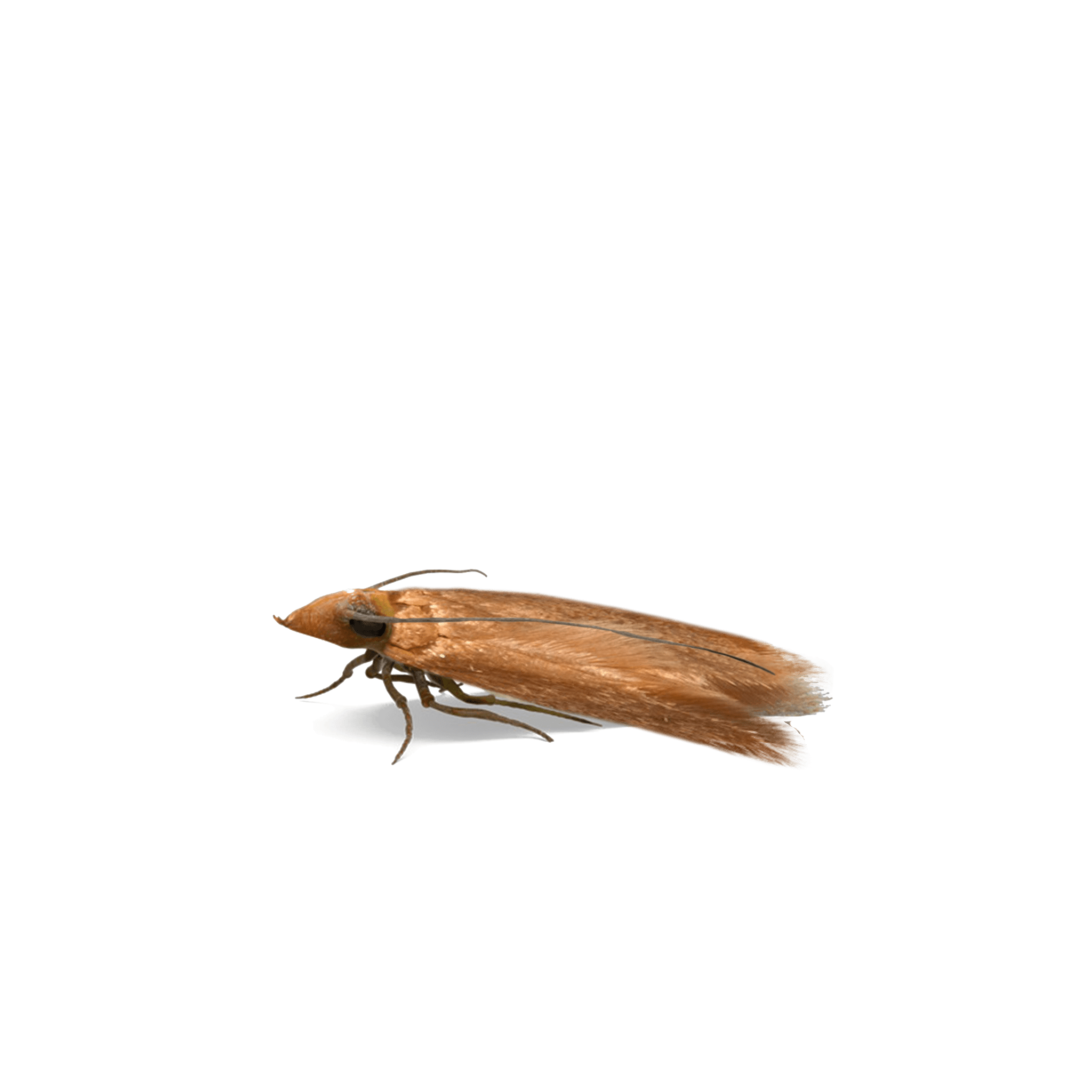 Comment se débarrasser des mîtes des vêtements