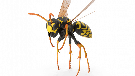 Nuisible guêpe