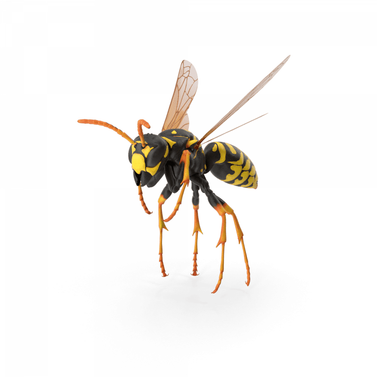 Nuisible guêpe