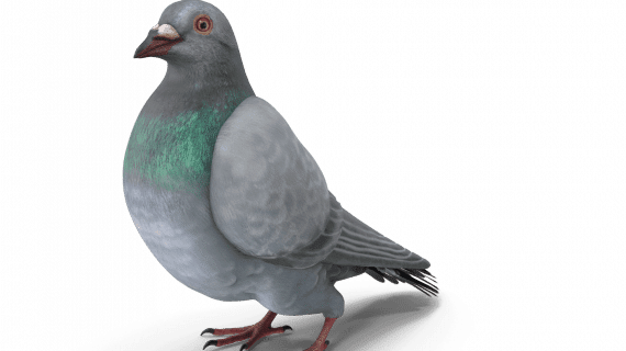 Nuisible Pigeon