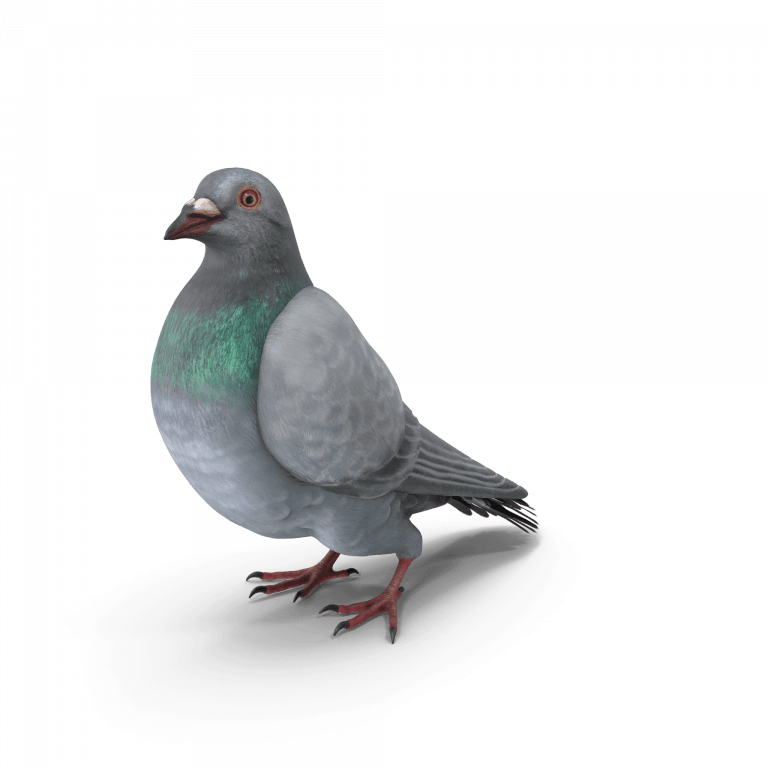 Nuisible Pigeon