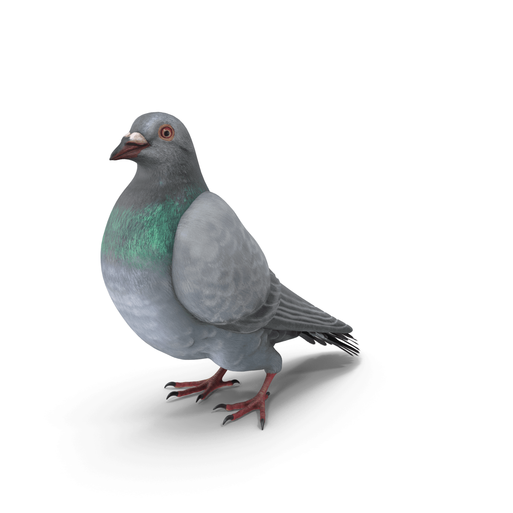 Comment se débarrasser des pigeons ?