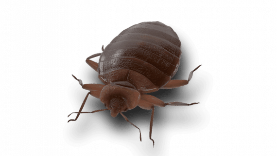 Nuisible punaise de lit