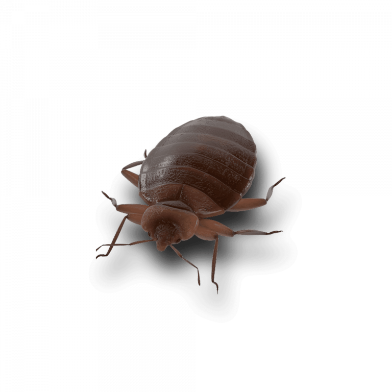 Nuisible punaise de lit