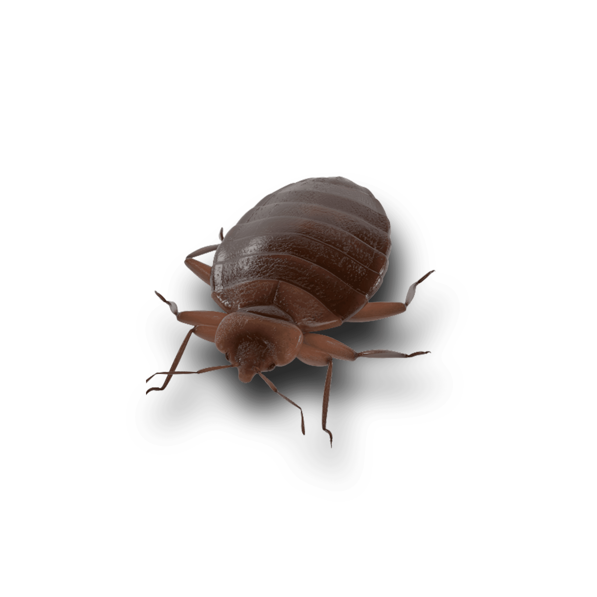 Comment se débarrasser des punaises de lit