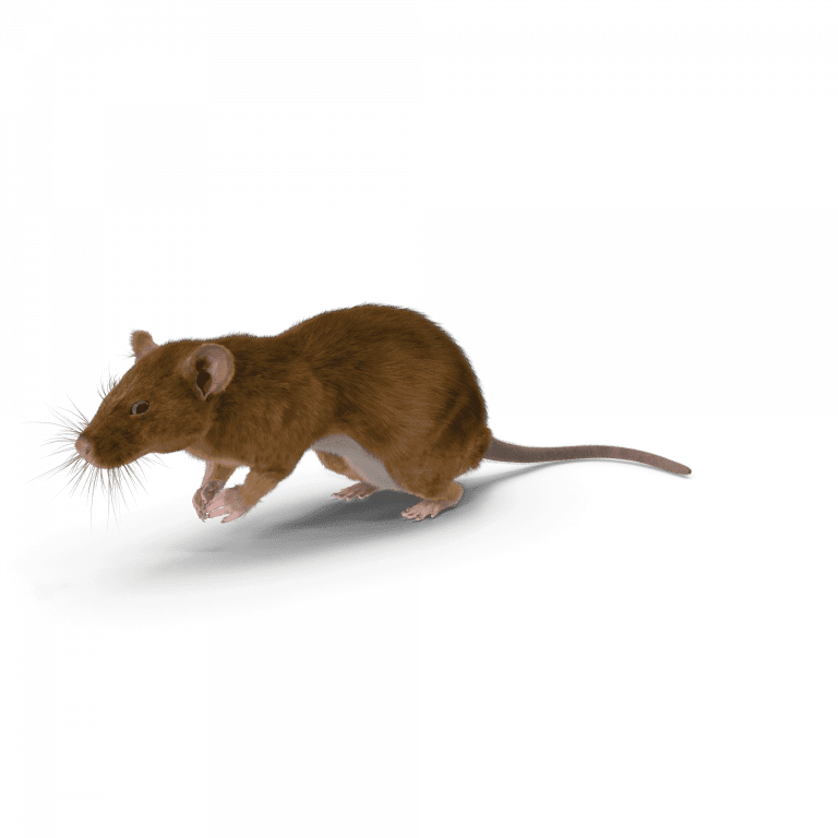 Nuisible rat taupier