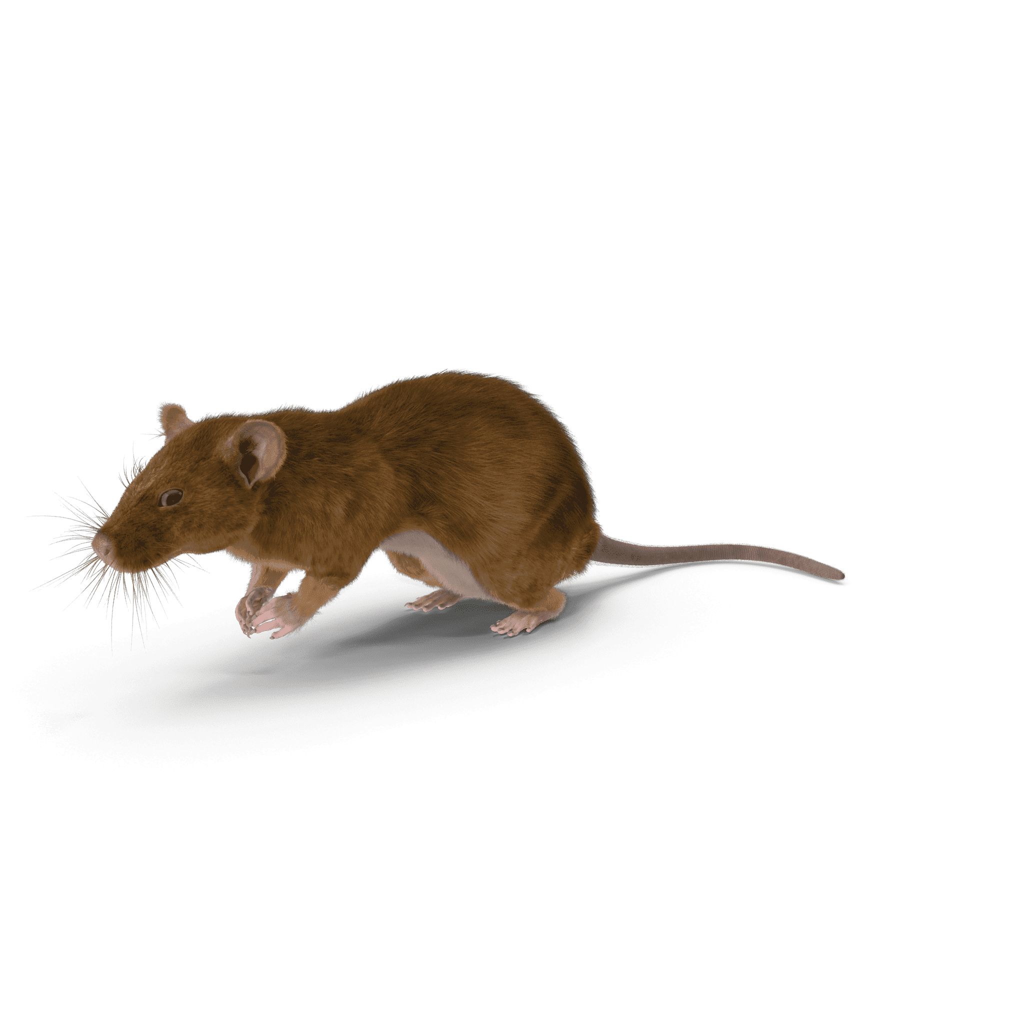 Se débarrasser du rat taupier