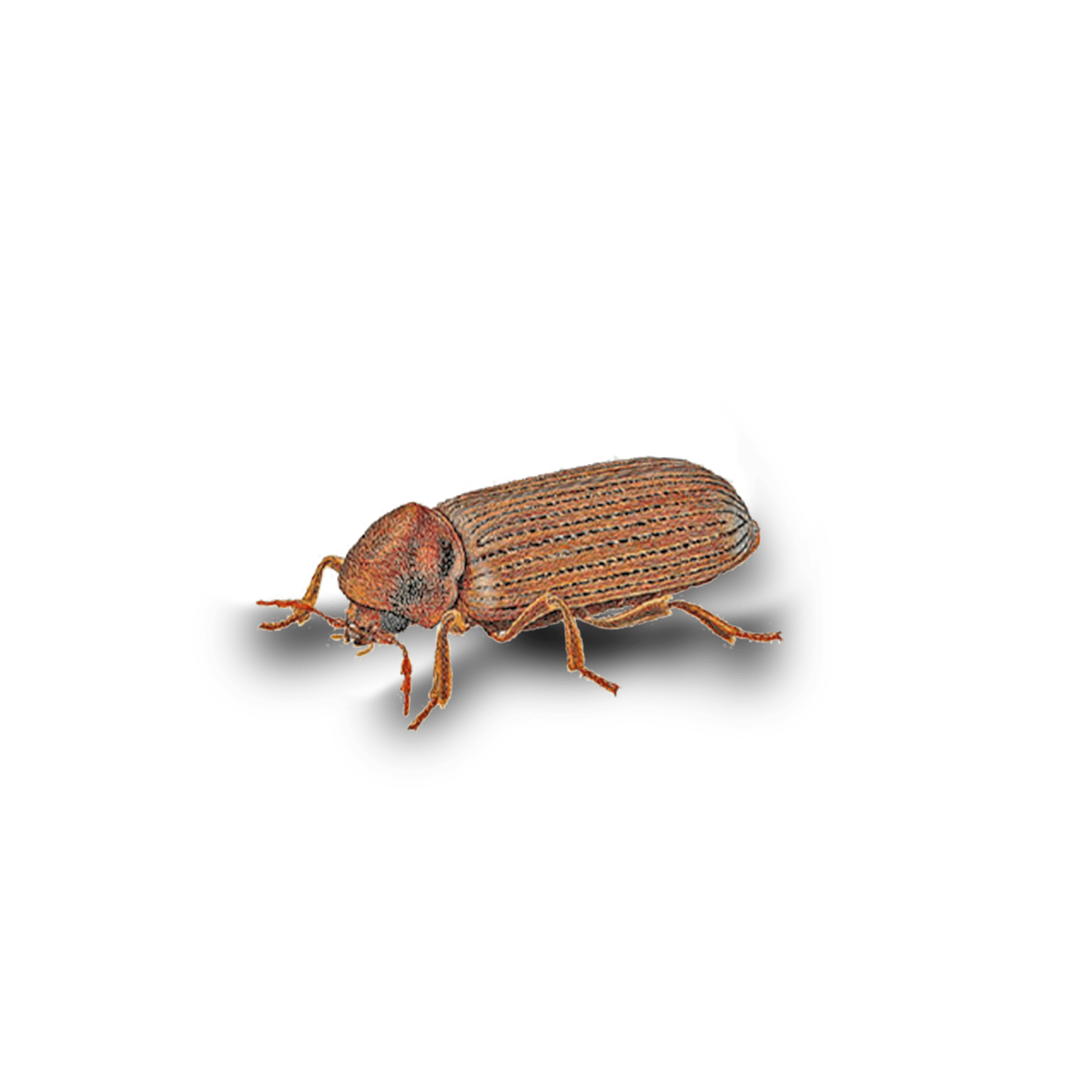 Insectes de bois, comment s&rsquo;en débarrasser?