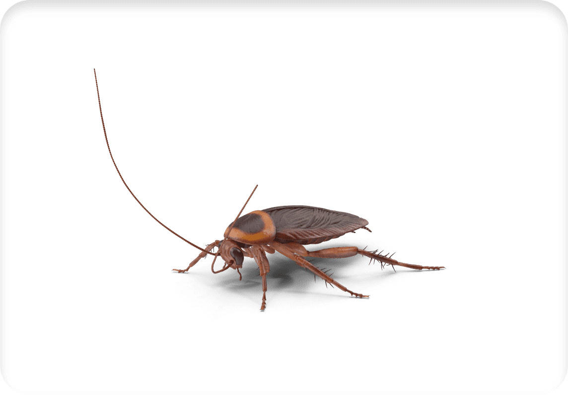 Les cafards : sont-ils vraiment sales ?