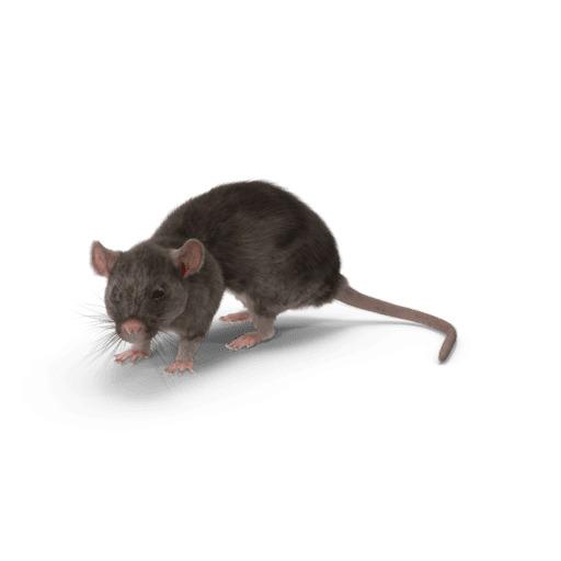 Nuisible rat sur fond blanc