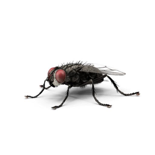 Nuisible mouche sur fond blanc