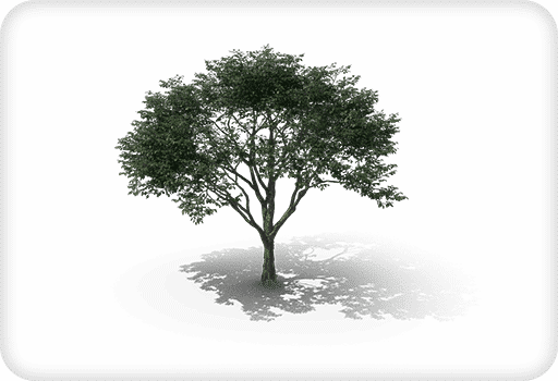 Saison Printemps Nuisibles