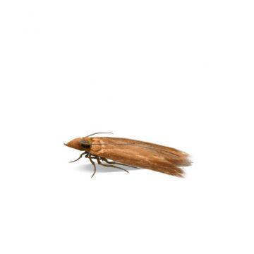 Nuisible mite vêtement sur fond blanc