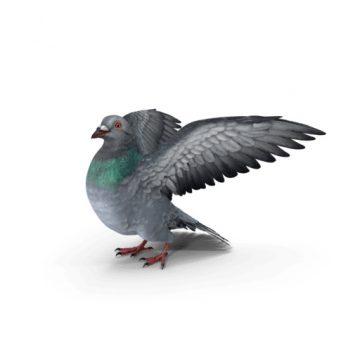 Nuisible pigeon sur fond blanc