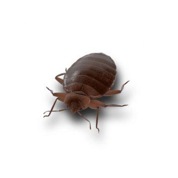 Nuisible punaise de lit sur fond blanc