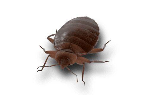 Nuisible punaise de lit sur fond blanc