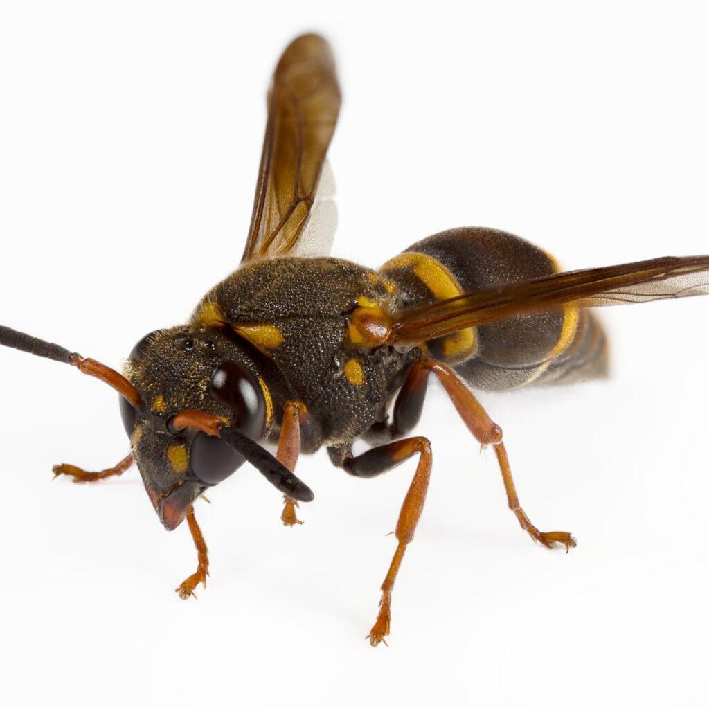 Guêpes maçonnes