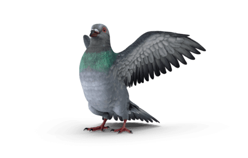 un pigeon qui bat des ailes