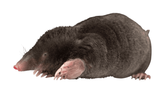 taupe fond transparent