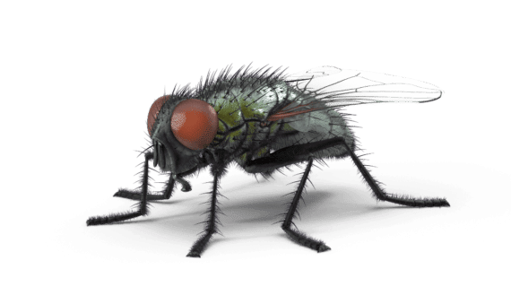 mouche fond transparent