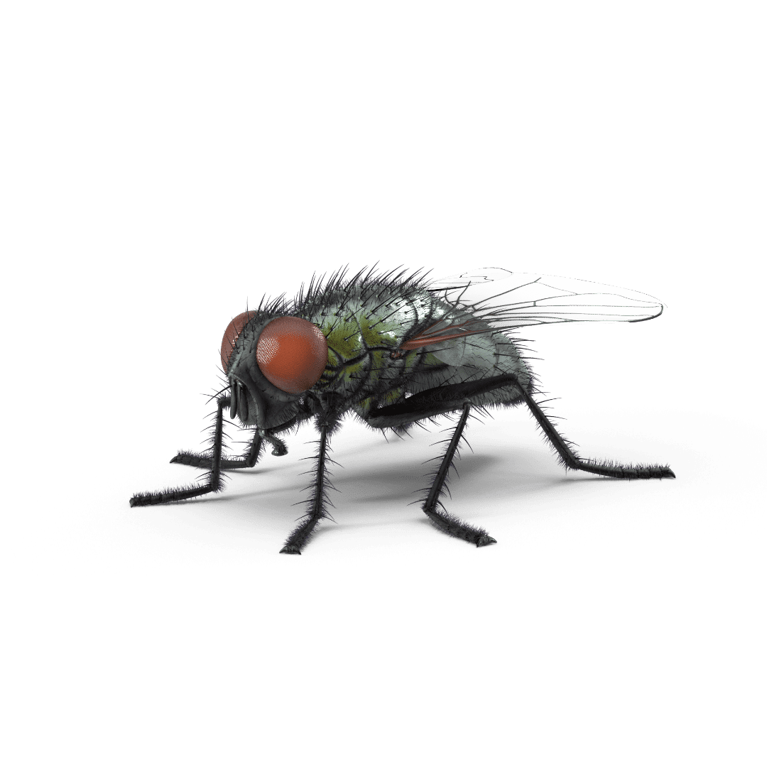 Adieu les mouches et les moucherons :  comment protéger votre santé et votre maison