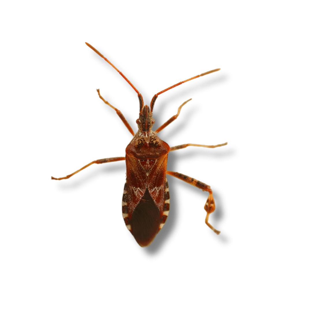 Infestation de nuisibles : comment identifier les signes et protéger votre maison