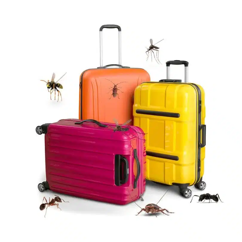 Prévenir les infestations de nuisibles pendant les voyages : des astuces pour des vacances sereines !