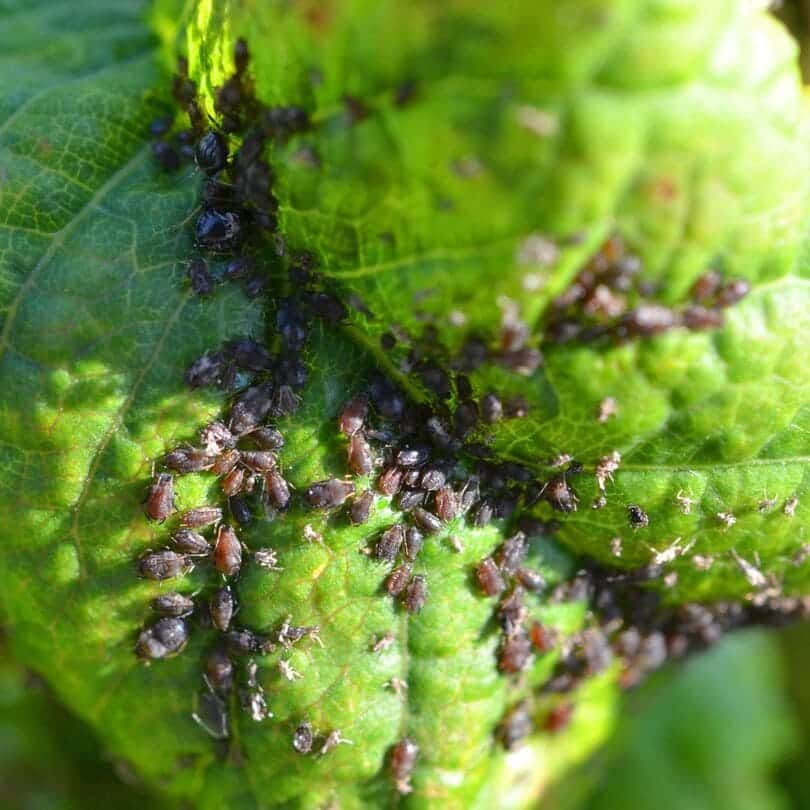 Les parasites des jardins en été : Comment lutter contre les limaces, les escargots et autres ravageurs des plantes