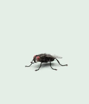 Nuisible mouche sur fond vert clair