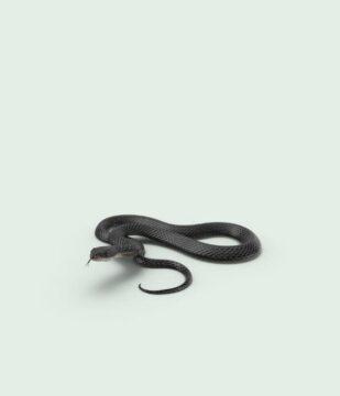 Nuisible serpent sur fond vert clair